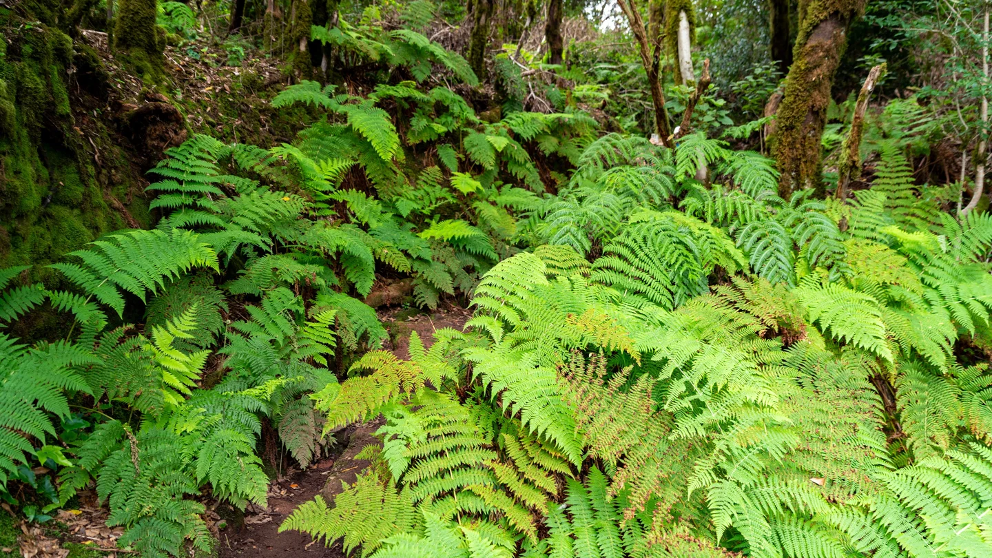 Lush green ferns, moss-covered trees, and a narrow path in the forest of the Anaga Massif.